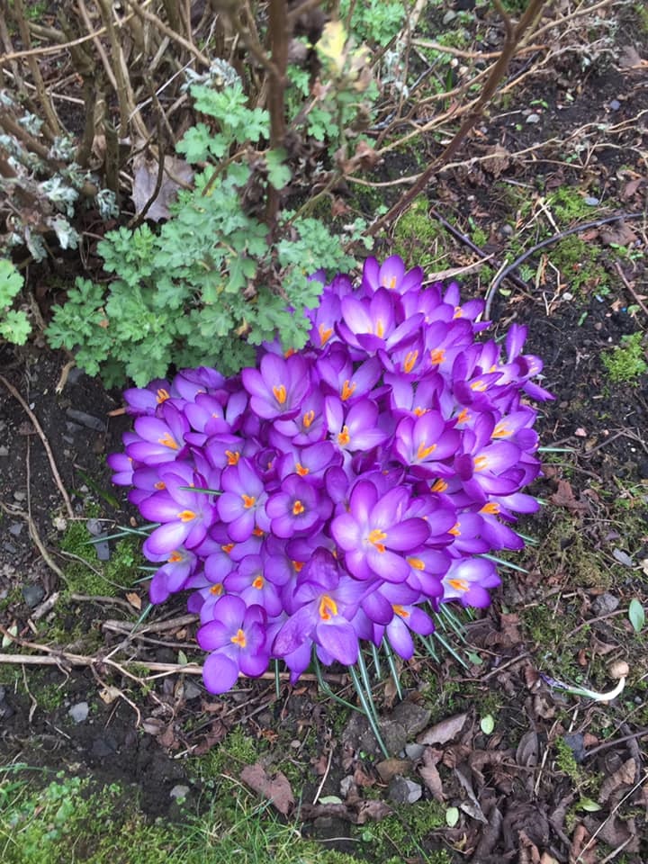 Spring in the Church Garden